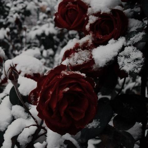 Blood Art, Rosé Aesthetic, Nothing But Flowers, Gothic Aesthetic, Story Board, Goth Aesthetic, Fantasy Aesthetic, Winter Aesthetic, Red Aesthetic