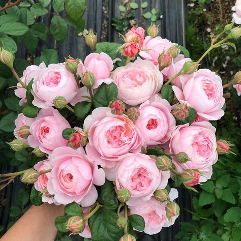 Rose 'Queen of Sweden' makes the most perfect cupped blooms, they don't even look real. #growfloret Queen Of Sweden Rose, Rose Gardening, Queen Of Sweden, Garden Flower Beds, Rose Queen, Cut Flower Garden, David Austin Roses, Garden Rose, Flower Therapy