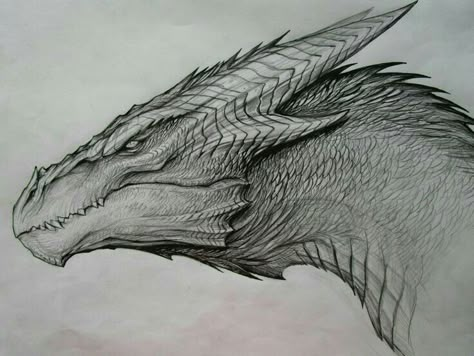 Dragão Drachenburg Castle, Dragon Head Drawing, Dragon Sketch, Cool Dragons, Dragon Pictures, Dragon Artwork, Dragon Head, Mythical Creatures Art, Dragon Drawing