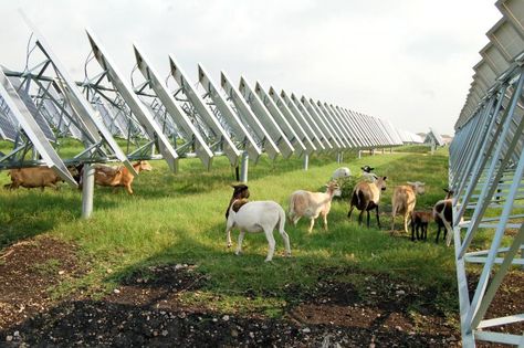 Sheeps with Solar panels Business Plan Infographic, Eco Technology, Goat Pen, Rural Development, Infinite Warfare, Solar Power Plant, Solar Farm, Farm Layout, Solar Module