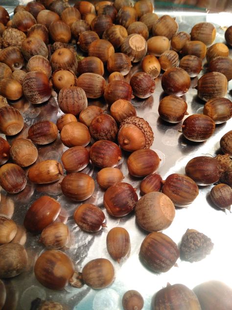 How to prepare acorns for crafting! awesome read! How To Dry Acorns For Crafts, Preparing Acorns For Crafts, Plastic Egg Acorns, Foraging Acorns, Acorns Fresh For Sale To Plant, Elmer's Glue, Glue Sticks, Hot Glue Gun, Almond