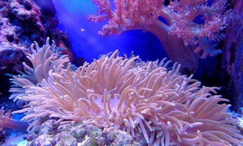 How to save beaches and coastlines from climate change disasters Coral Reef Aesthetic, Reef Aesthetic, Aesthetic Horizontal, Best Jigsaw, Green Jobs, Environment Science, Cute Animals To Draw, Sea Anemone, Animals To Draw