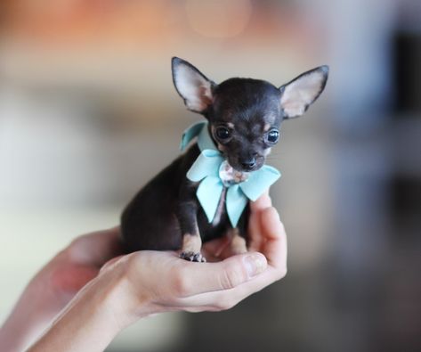 ♥♥♥ Teacup Chihuahua! ♥♥♥ Bring This Perfect Baby Home Today! Call 954-353-7864 www.TeacupPuppiesStore.com <3 <3 <3 TeacupPuppiesStore - Teacup Puppies Store Tea Cup Puppies Store - TeacupPuppiesStore.com Small Chihuahua, Teacup Chihuahua Puppies, Chihuahua Puppies For Sale, Baby Chihuahua, Chihuahua Puppy, Teacup Chihuahua, Cute Chihuahua, Chihuahua Love, Teacup Puppies