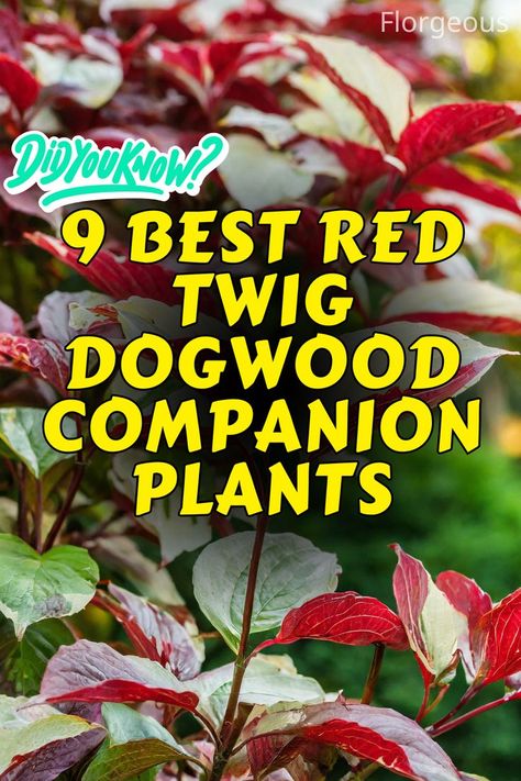 Red Twig Dogwood Companion Plants Maple Tree Varieties, Yellow Twig Dogwood, Dogwood Shrub, Red Osier Dogwood, Red Branches, Japanese Inspired Garden, Red Dogwood, Red Oak Tree, Feather Reed Grass