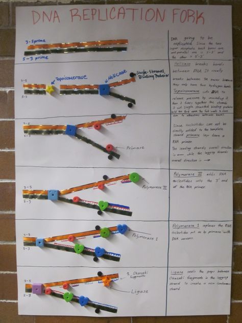 DNA Replication Poster Dna Activities, Dna Facts, Biology Activity, School Biology, Biology Resources, Dna Replication, Biology Classroom, High School Biology, Ap Biology