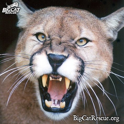 Cody cougar is having a roaring great weekend, how about you? Big Cat Rescue, Scary Cat, Mountain Lion, Puma Cat, Cat Behavior, Big Cat, Large Cats, 귀여운 동물, Beautiful Cats