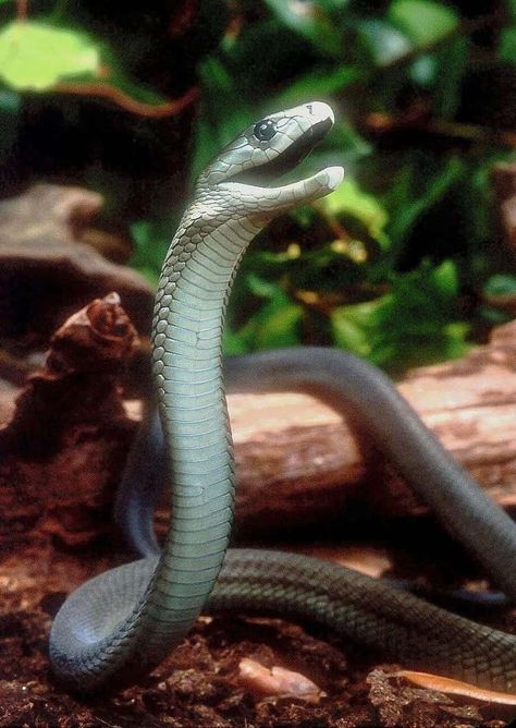 25 Fascinating Trivia Facts About Snakes Mojave Rattlesnake, Black Mamba Snake, Mamba Snake, Snake Facts, Poisonous Snakes, Sea Snake, Selkirk Rex, Snake Venom, Dangerous Animals