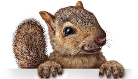 ““Écureuil” (squirrel), “Serrurerie” (locksmiths), “chocolat”…  These French words are typical examples of words that are difficult to pronounce for an English speaker. Follow my tips to understand why some words are harder + solutions Squirrel Quote, Purple Squirrel, Squirrel Pictures, Squirrel Funny, Cute Squirrel, Baby Squirrel, Vector Sketch, Rodents, Chipmunks