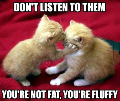 Two Kittens, Funny Animal Quotes, Funny Animal Jokes, 웃긴 사진, Funny Animal Memes, Animal Jokes, Cute Animal Pictures, Cute Kittens, Animal Quotes