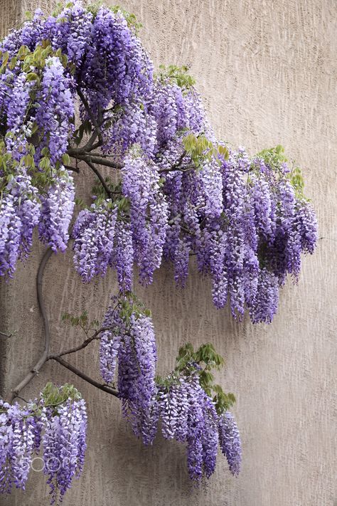 Garden Wisteria, Wisteria Pergola, Purple Loosestrife, Japanese Inspired Garden, Bamboo Species, Wisteria Plant, Wisteria Vine, Autumn Clematis, Purple Wisteria