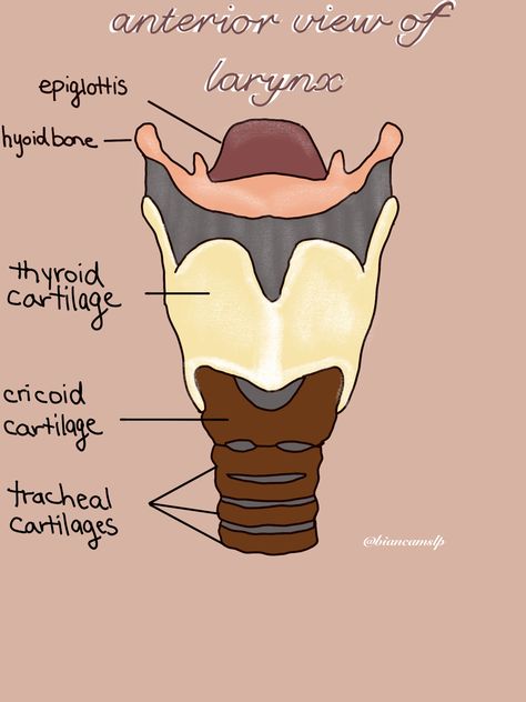 Ear Anatomy Drawing Medical, Throat Anatomy Drawing, Speech Pathology Anatomy, Larynx Anatomy Drawing, Larynx Drawing, Anatomy Doodles, Pathology Notes, Larynx Anatomy, Nursing Anatomy