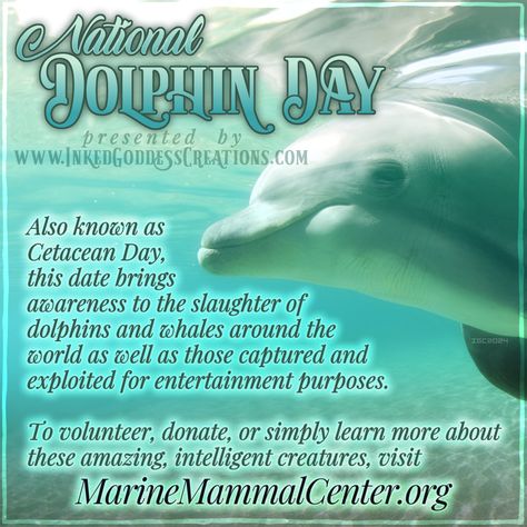 A bottlenose dolphin peers from the right edge of the photo, which was taken underwater. The water is slightly cloudy and casts the entire photo in tones of blue and green, and the sandy bottom is smooth and beige. The text outlines National Dolphin Day, which occurs yearly on April 14th. Presented by Inked Goddess Creations. Witch Holidays, Spirit Animal Meaning, Animal Meanings, Goddess Of The Sea, Animal Spirit Guides, Vision Quest, Everything Is Blue, Animal Guides, Eclectic Witch