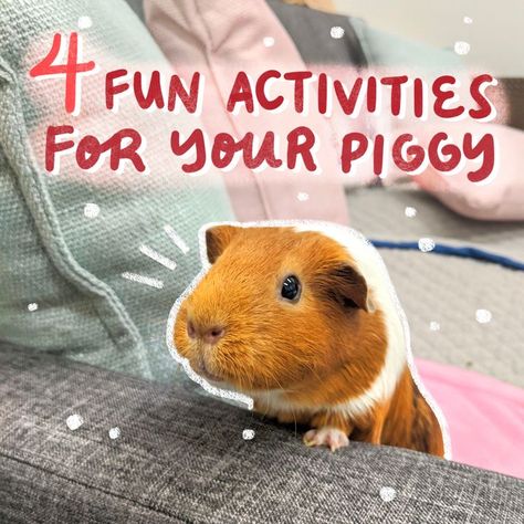 Guinea Pig Activities, Diy Guinea Pig Toys, Little Activities, Diy Guinea Pig Cage, Guinea Pig Diy, Pig Care, Guinea Pig Food, Guinea Pig Accessories, Pig Toys