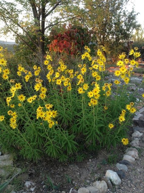 Maximillian sunflowers Maximillian Sunflowers, Zero Scape, Native Landscaping, Herbs Garden, Colorado Landscape, Sunflower Garden, Zone 5, Attract Pollinators, Pollinator Garden