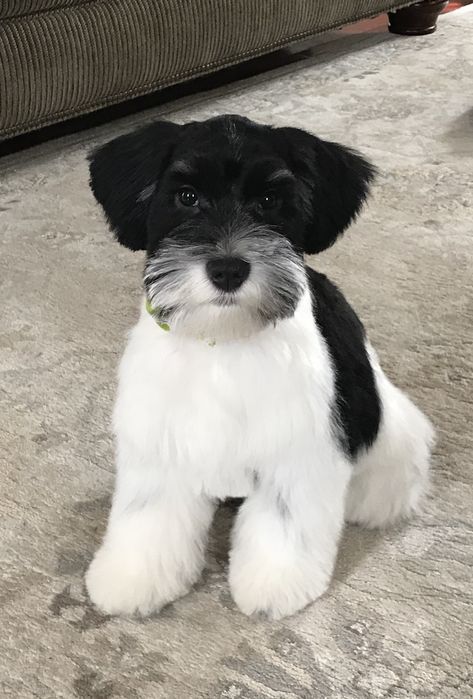 Mini Schnauzer black and white parti Black And White Miniature Schnauzer, Parti Miniature Schnauzer, Black And White Schnauzer, Snauzer Puppy, Schnauzer Black, Teacup Schnauzer, Small Black Dog, White Miniature Schnauzer, White Schnauzer