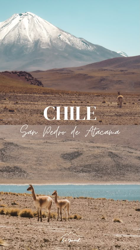 Atacama Desert in Chile Desert Color Palette, Desert Colors, Easter Island, Male Poses, Safe Travel, San Pedro, Travel Alone, Meeting New People, Lake District