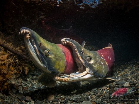 Aggressive behavior of male Sockeye Salmon (Oncorhynchus nerka) competing for the same female. Underwater view in an Alaskan stream during autumn. Sockeye Salmon Photography, Catfish Photography, Salmon Fish Animal, Salmon Animal, Sockeye Salmon Fish, Salmon Sockeye, Sheepshead Fish, Fish Creature, Animal Wallpaper Aesthetic