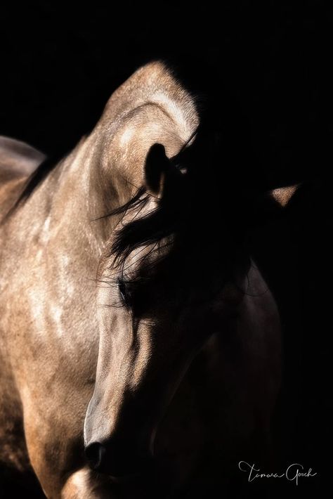 Quarter Horse Stallion, Buckskin Horse, Horse Inspiration, American Quarter Horse, Majestic Horse, All The Pretty Horses, Horse Crazy, Pretty Horses, Quarter Horse