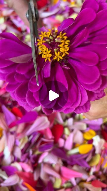 Pressed Zinnias, Flower Confetti, Sustainable Practices, Fresh Cut, Flower Farm, Sachets, Zero Waste, A Flower, Confetti