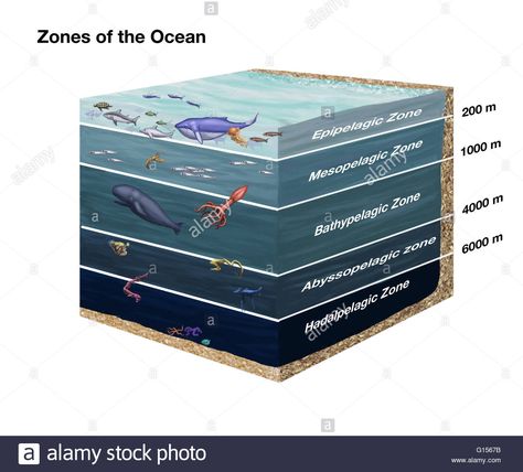 Ocean Diagram, Zones Of The Ocean, Ocean Zones, Aquaponics Greenhouse, Ocean Poster, History Images, Art Print Display, History Of Science, Marine Biology