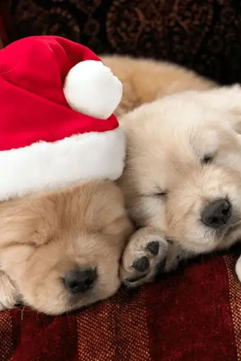 Puppies Cutest, Aussie Puppy, Dog Christmas Pictures, Christmas Puppies, Puppy Videos, Puppy Funny, Puppy Wallpaper, Dogs Lover, Pitbull Puppy