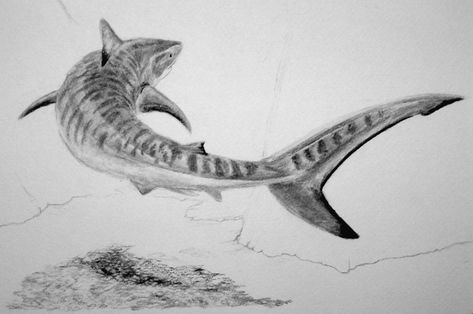 Tiger Shark Drawing, Shark Sketch, Water Tattoos, Hai Tattoo, Ocean Ideas, Chameleon Art, Ocean Drawing, Shark Drawing, Fish Artwork