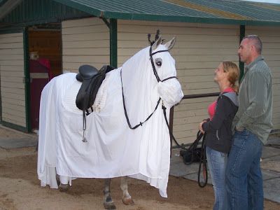 Horse Fancy Dress Ideas: Ghost Horse Halloween Ideas, Horse Fancy Dress, Cat Halloween Costume Pet, Diy Pet Costumes, Horse Bones, Horse Halloween Costumes, Connemara Pony, Horse Braiding, Ghost Halloween Costume