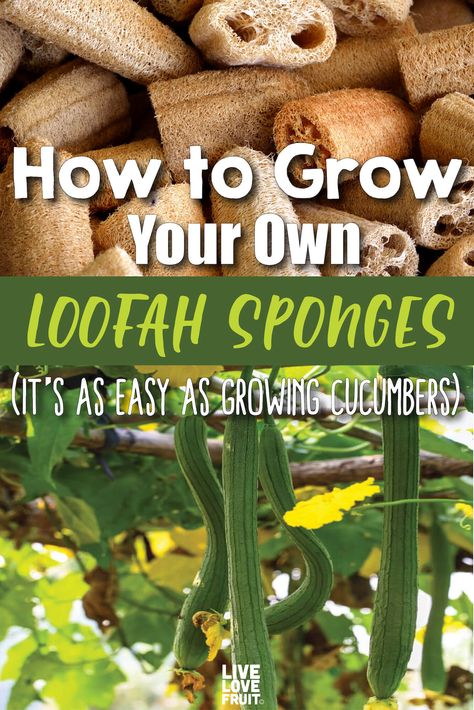 Homemade Loofah Sponge, How To Make Loofah Sponges, Natural Loofah Sponge, How To Grow Loofah Sponges, How To Grow Luffa Gourd, Grow Loofah Sponges, Loofah Sponge Diy, How To Grow Gourds, How To Grow Loofah Plants