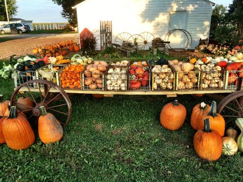 Pumpkin Sale Display, Pumpkin Farm Display, Pumpkin Selling Display, Pumpkin Sale Stand, Roadside Pumpkin Stand, Pumpkin Farm Stand, Pumpkin Patch Business, Farm Experience, Pumpkin Backdrop