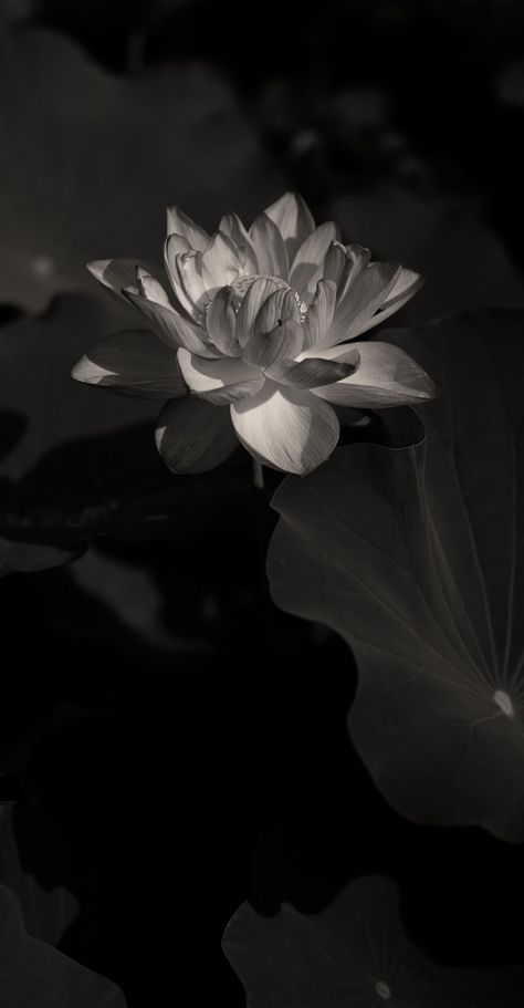 Black Wallpapers For Iphone, Lord Balaji Hd Wallpaper 4k, Black And White Wallpapers, Lotus Flower Wallpaper, White Wallpapers, Lotus Wallpaper, White Lotus Flower, Planets Wallpaper, Crazy Wallpaper