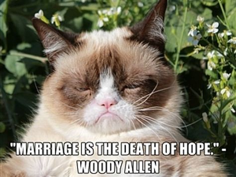 10 Cynical Love Quotes, Told In Grumpy Cat Memes Grumpy Cat Meme, Grumpy Kitty, Grumpy Cat Memes, Grumpy Cat Quotes, Animal Funnies, Grumpy Cat Humor, Funny Cartoons Jokes, Cat Humor, Angry Cat