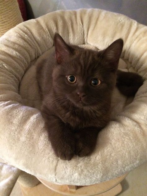 Söt Katt, House Cat, Cat Beds, Cute Cats Photos, Brown Cat, A Black Cat, Pretty Animals, Cat Aesthetic, Cat Accessories