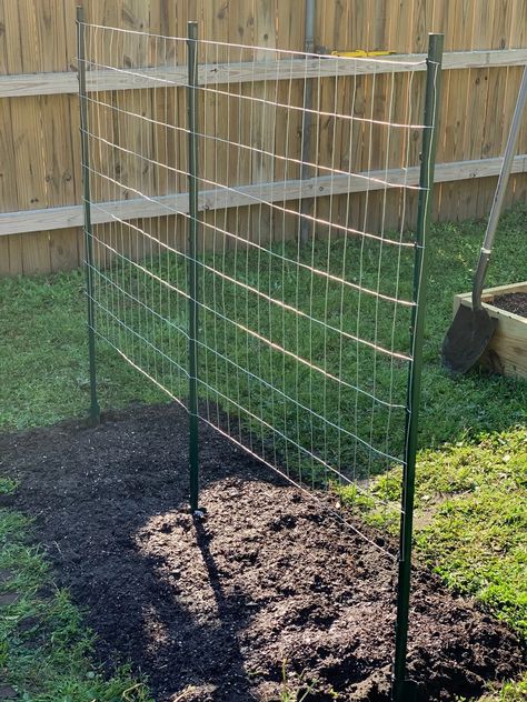 How to Make a Green Bean Trellis Using Welded Wire Green Bean Lattice, Trellis Green Beans, Green Bean Garden Trellis, Bean Supports Vegetable Garden, Garden Peas Trellis, Diy Pole Bean Trellis, Garden Trellis For Vegetables, Diy Green Bean Trellis, Green Bean Garden Ideas