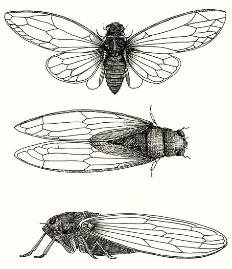 Notecard Drawings, Cicada Illustration, Cicada Art, Cicada Tattoo, Sailor Jerry Flash, Sailor Jerry Tattoos, Bug Tattoo, Insect Tattoo, Bug Art