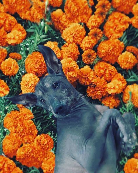 The 18 Best Budget Travel Destinations For 2019 Hairless Dogs, Mexican Hairless Dog, Hairless Dog, Baby Puppies, Foto Art, Día De Muertos, Dia De Muertos, Beautiful Creatures, Animals And Pets