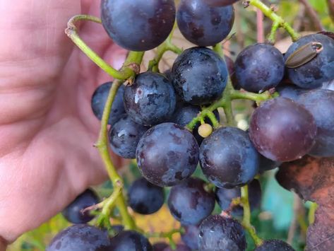 Look for these clues to know when your concord grapes are fully ripe Concord Grapes, Grape Flavor, Grape Harvesting, Grape Jelly, Growing Grapes, Fruit Salad Recipes, Grape Juice, Natural Sugar, Grow Your Own Food