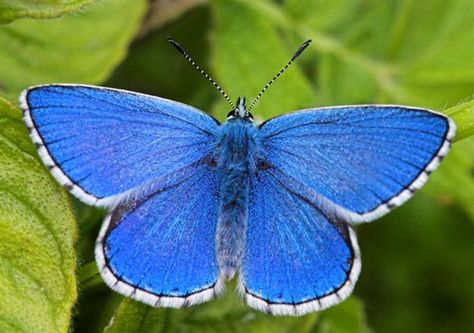 An Adonis Blue butterfly, of which Clegg has a var. ceroneus Adonis that he claims to be better than any in the Natural History Museum. Glasswing Butterfly, Beautiful Moths, Butterfly Facts, Common Blue Butterfly, Butterfly World, Welsh Language, Butterfly And Moth, Types Of Butterflies, Peacock Butterfly