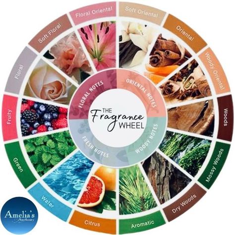 Amelia’s Apothecary Fragrance Wheel, Fragrance Families, Lavender And Lemon, The Color Wheel, Fall Scents, Linen Spray, Colorful Candles, Soy Wax Melts, Fresh Green