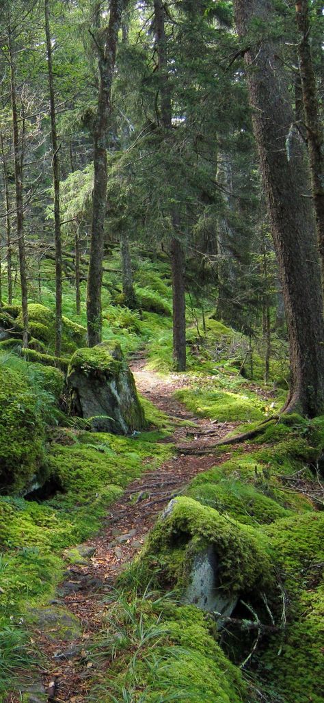 Forest Walks Aesthetic, Forest With Path, Forest Path Wallpaper, Pathway In Forest, Mystical Woods Magical Forest, Genius Loci, Walk In The Woods, Tree Trunk, Forest