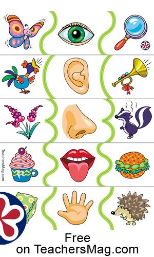 Five Senses Worksheet  This sheet is a great way to provide an example of how our five senses work to students. The Five Senses, Five Senses Art And Craft For Preschool, 5 Senses Kindergarten Free, 5 Senses Coloring Page Preschool, 5 Senses Pictures For Kindergarten, Five Senses Prek, Five Senses Worksheet, Five Senses Preschool, Senses Preschool