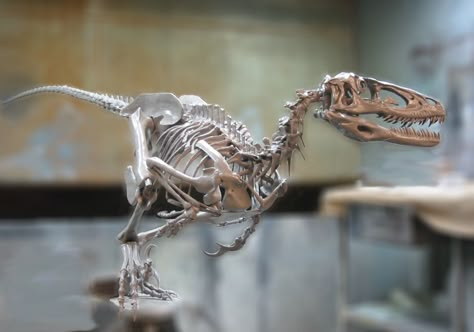 Jason Brougham Deinonychus skeleton model | The Pterosaur Heresies Deinonychus Skeleton, Science Scrapbook, Bone Reference, Real Dinosaurs, Dinosaur Reference, Dinosaur Tattoos, Skeleton Model, Animal Skeletons, Dinosaur Skeleton