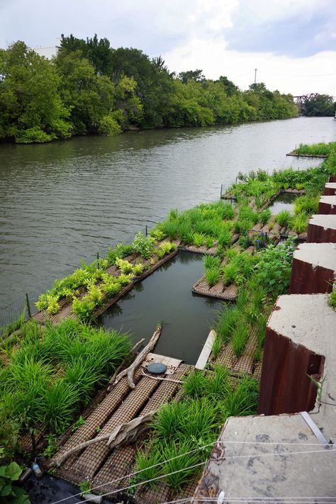 Water Features Landscape Architecture, Floating Vegetable Garden, River Landscape Design, Living Shoreline, Floating Wetland, Wetland Garden, Wetland Design, River Restoration, Habitat Restoration