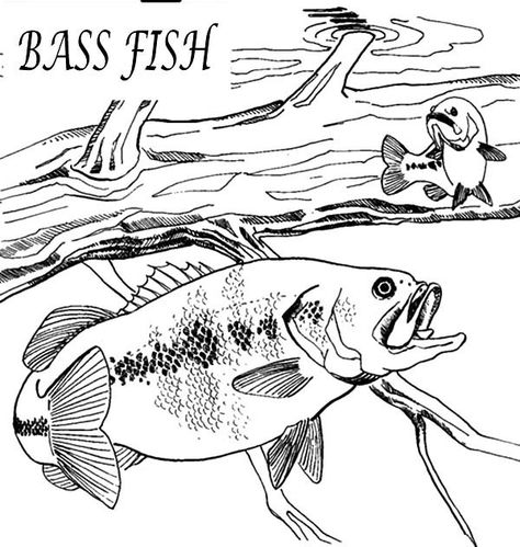 Fishing Coloring Pages, Fish Color, Fish Coloring, Pages To Color, Fish Coloring Page, Bass Fish, Kids English, Wood Burning Patterns, Wood Burning Art