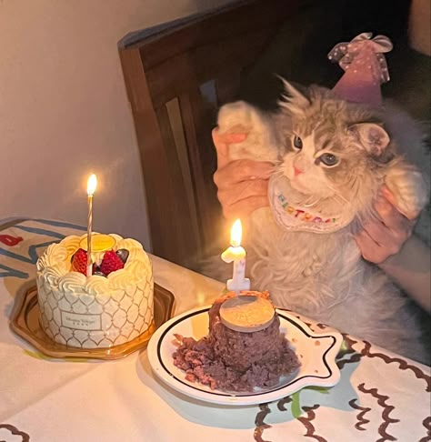 Cat Bday Party Ideas, Cats Partying, Cat With Birthday Hat, Birthday For Cat, Birthday Header, Birthday Pfp, Cat Bday, Cake Meme, Birthday Kitty