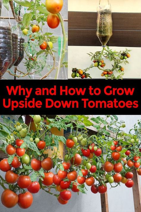 Discover the art of upside-down tomato gardening! Learn space-saving techniques for urban spaces, get step-by-step instructions for DIY planters, and find out how to nurture your hanging tomato plants for a bountiful, beautiful harvest. Perfect for balconies and small gardens! Grow Tomatoes Upside Down, How To Plant Tomatoes In Containers, Hanging Tomato Plants Diy, How To Grow Tomatoes Upside Down, Tomato Planter Ideas Diy, Growing Tomatoes Upside Down, Hanging Tomatoes Upside Down, Diy Tomato Planter, Tomato Growing Ideas