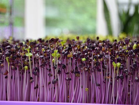 Purple Radish, Fast Growing Vegetables, Vertical Pallet Garden, Pizza Vegana, Broccoli Sprouts, Growing Microgreens, Sprouting Seeds, Pole Beans, Pallet Garden