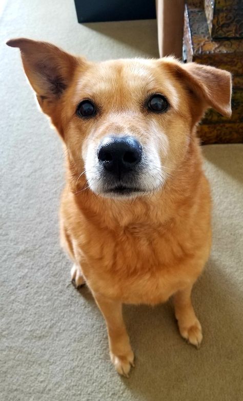 My babygirl Ammo turned 12 a week ago. I just love her one floppy ear and one perky ear. Been that way since she was a pup.😍💓 Floppy Ear Yorkie Haircuts, Dog With One Floppy Ear, Dogs Ears Infection, Doberman Puppy Floppy Ears, German Shepherd Floppy Ears, Floppy Ears, I Love Dogs, That Way, Adoption