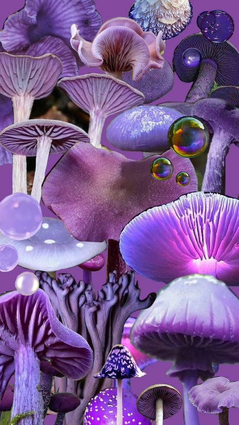 #purple #purpleaesthetic #mushrooms #mushroomcore #whimsical Purple Mushroom Aesthetic, Purple Mushrooms, Neon Mushroom, Mushroom Aesthetic, Mushroom Core, Fest Ideas, Purple Mushroom, Mushroom Wallpaper, Lavender Haze