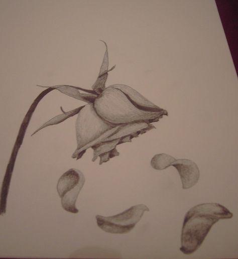 Love this realistic reflection 🌹 Rose Petals Drawing, Rose Pencil Sketch, Wilting Rose, Rose Petals Falling, Flower Drawing Easy, Wilted Rose, Drawn Rose, Drawing Collection, Rose Sketch