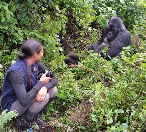 7 Trips To Ease You Into Adventure Travel Uganda Travel, Heli Skiing, Silverback Gorilla, Gorilla Trekking, Wildlife Biologist, Boat Cruise, Mountain Gorilla, Adventure Vacation, Safari Adventure